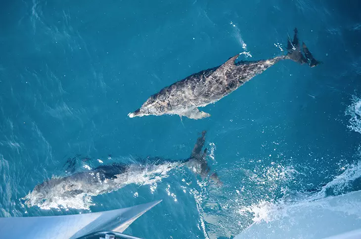 Matawai, Dolphins frolic in the bow wake